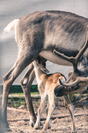 A reindeer calf of Elf's Farmyard
