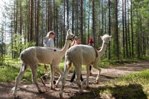 Balade avec des alpagas en été dans la forêt du Père Noël à Rovaniemi