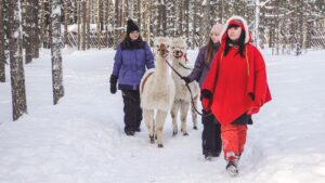 Balade avec des alpagas en hiver dans la forêt du Père Noël à Rovaniemi