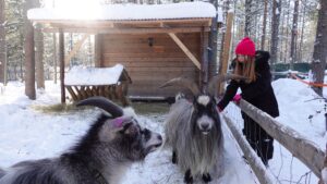 Goats of Elf's Farmyard love brushing