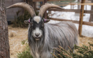 Our goat named Asseri