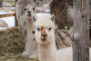 Some of our alpacas in winter