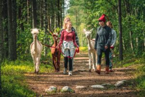 Hiking with alpacas in the forest of Santa Claus Village