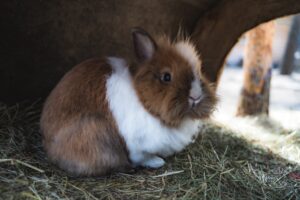 A cute bunny of Elf's Farmyard