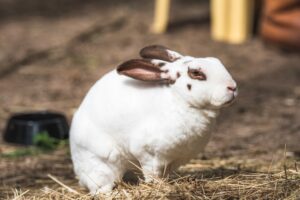 A bunny in Elf's Farmyard