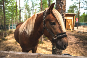 Our Finnish horse