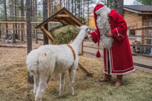 Le Père Noël visite en automne les alpagas d'Elf's Farmyard au Village du Père Noël
