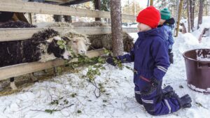 Un enfant donne à manger aux moutons