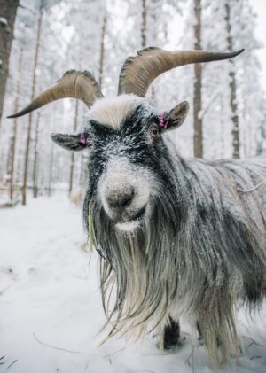 Our goat Asseri loves snow