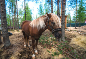 Notre cheval finlandais
